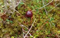 Bog Walk, September 2023