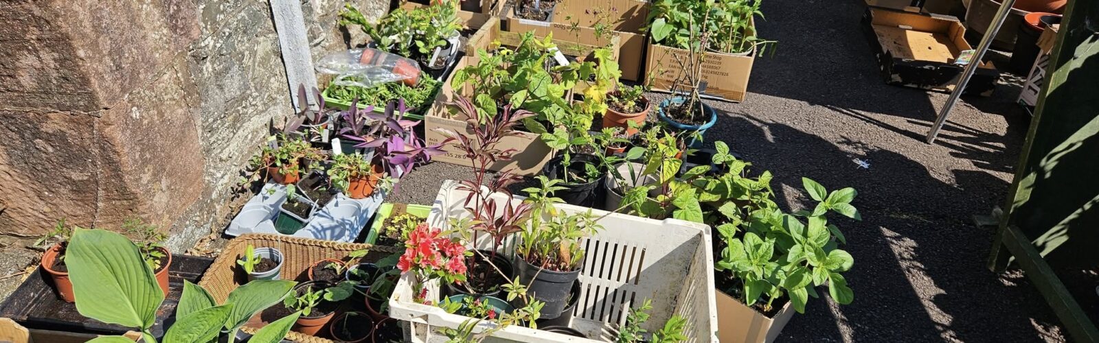The BIG Plant sale 2025