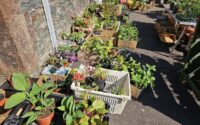 The BIG Plant sale 2025